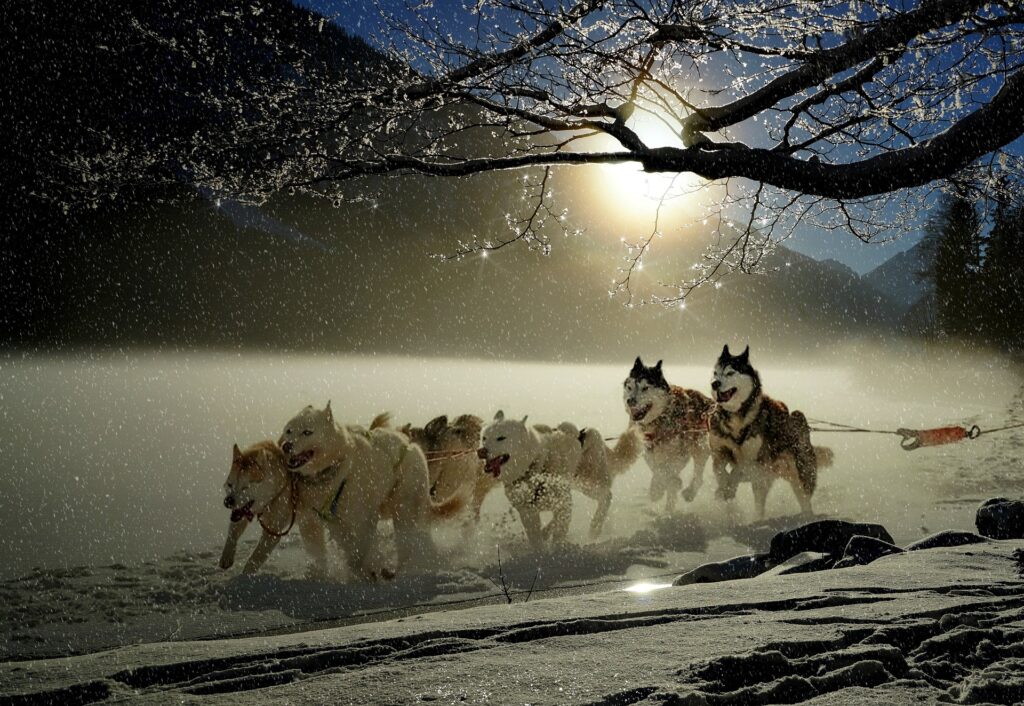 Bilden visar ett härligt hundspann i full fart. Med Dogsledding Sweden och Dog sledding northen Sweden samt Hiking tour Sweden och Northern lights tour Lapland, får du ut det absolut bästa av Jukkasjärvi.