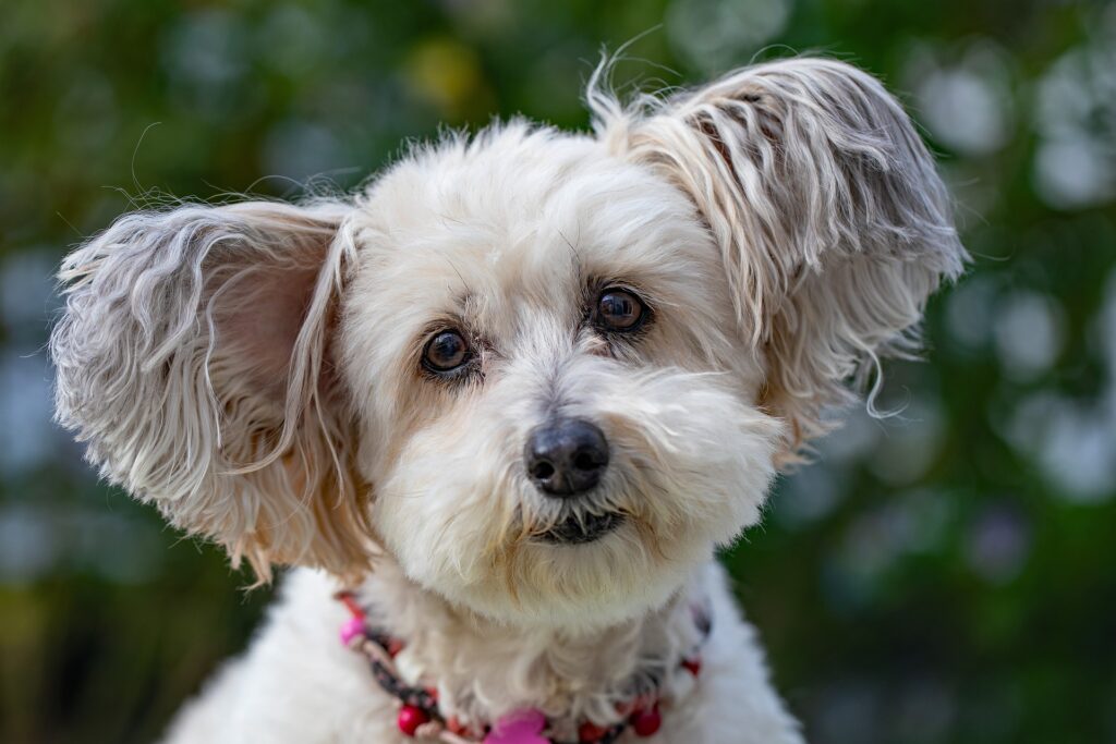 Bilden visar en hund med ett hundhalsband. Att välja ett hundhalsband kan vara en utmaning. Välj gärna ett hundhalsband och ett hundkoppel som även har den bästa funktionen.