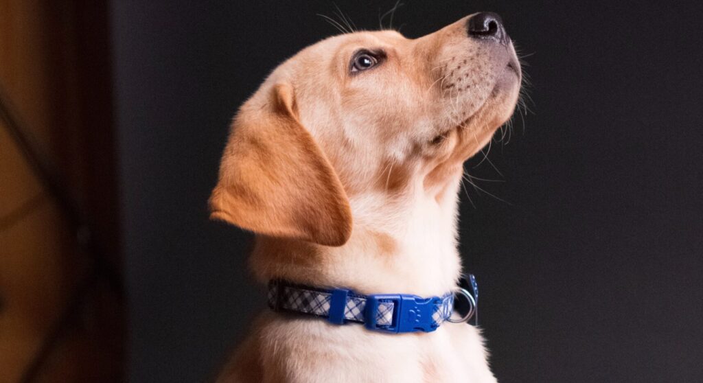 Bilden visar en hund med hundhalsband.